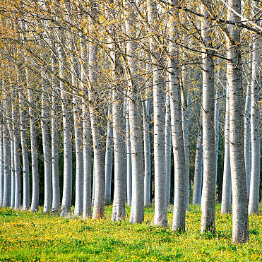 poplar-wood poplar-wood