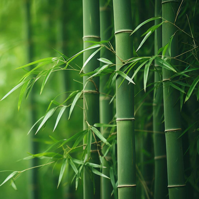 bamboo bamboo