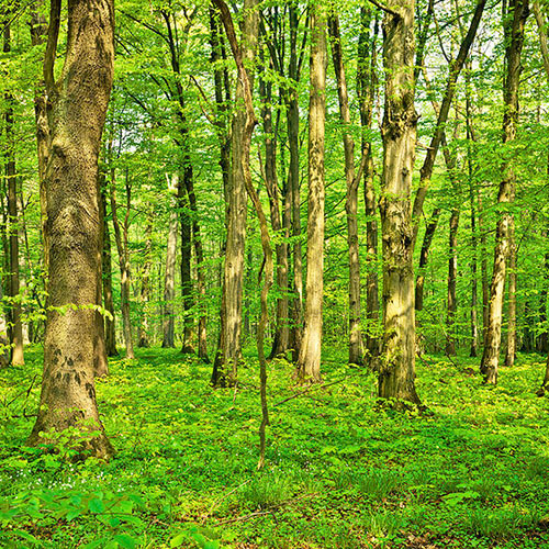beech-wood beech-wood