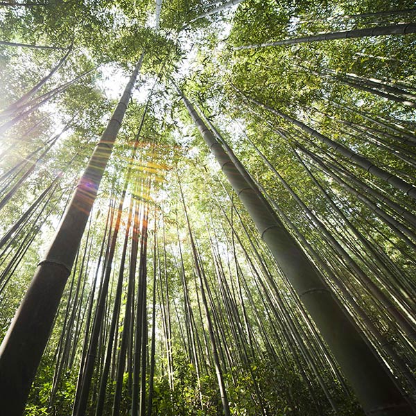 bamboo